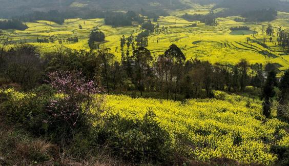 Spring scenery 12