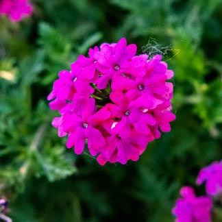 Rural wildflowers 3