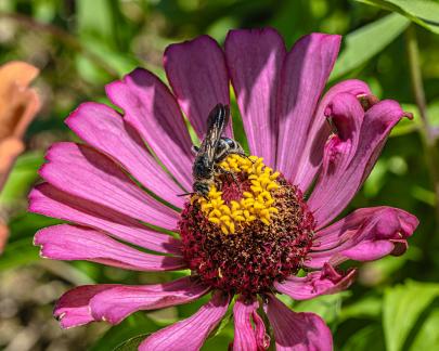 Insects and Flowers 3