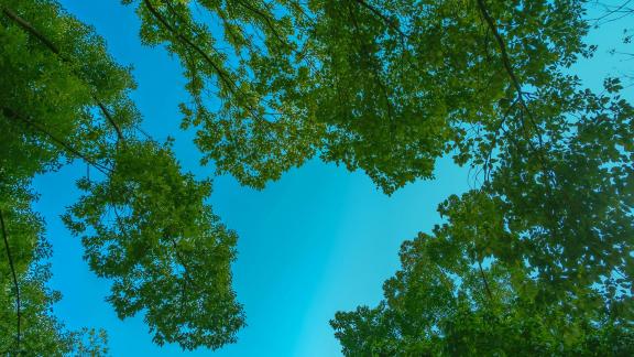 Green in Spring 1