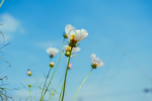 Natural flowers 1