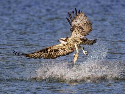 osprey 3