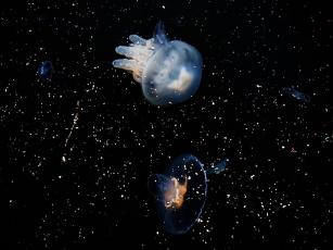 jellyfishlight2