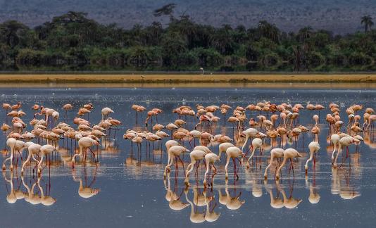 Lesser Flamingo flock