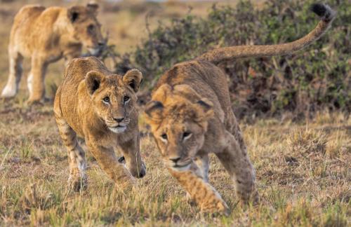 Chasing Lion cubs