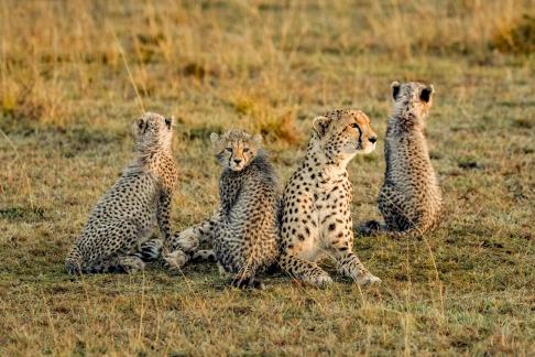 Cheetahs with spotted coats24
