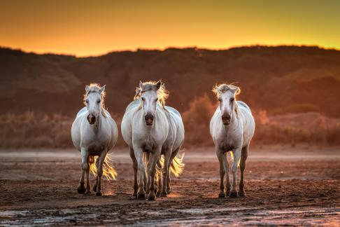 Horses at sunrise 8