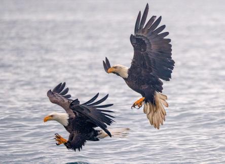 two bald eagles flying