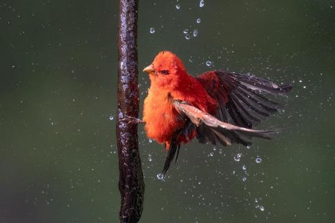 scarlet finch taking shower