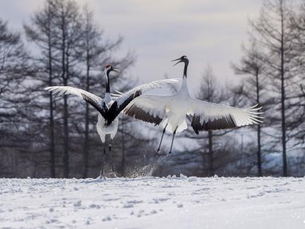 Dance of red-crowned cranes