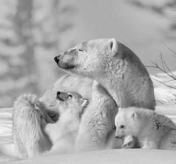 Family of Polar Bears 3