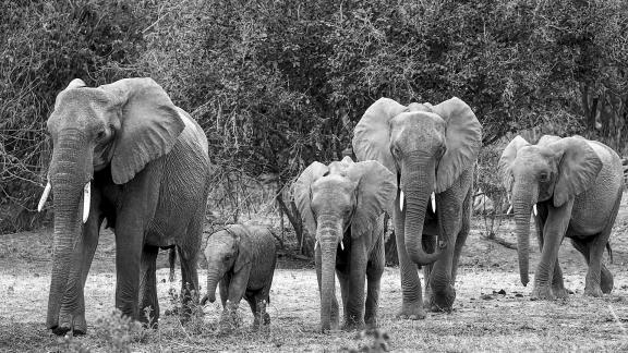 Elephant Family Approach 02