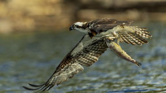 Osprey w Fresh Catch
