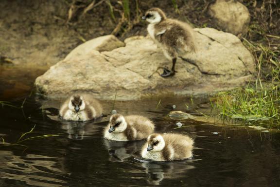 Upland Goslings First Swim