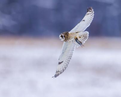 Short Eared Owl in Hunting 5