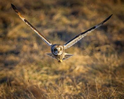 Short Eared Owl in Hunting 11