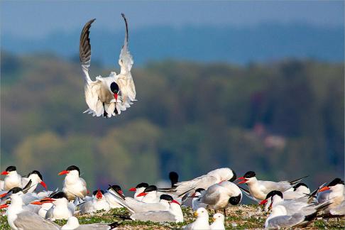 Caspian Tern Feeding