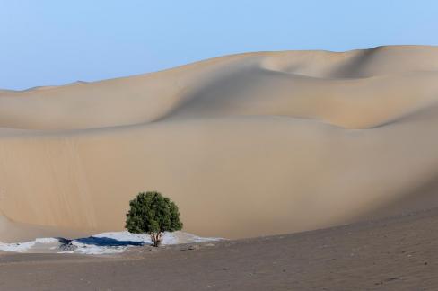 Desert poplar8