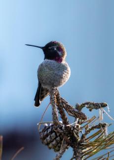 Beautiful hummingbird4