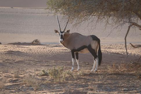 Oryx gazella_10