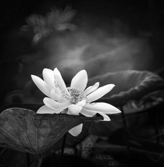 Lotus in black and white