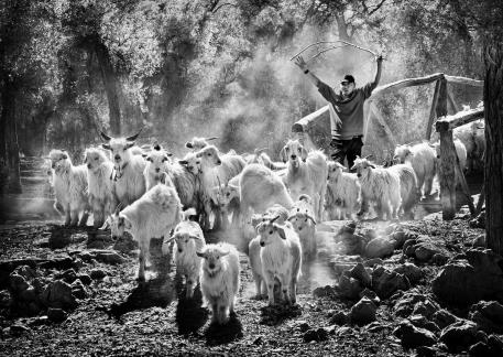 Shepherd and his goats