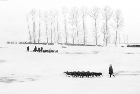 Herding sheep in the snow