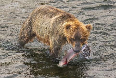 A Grizzly Meal 107