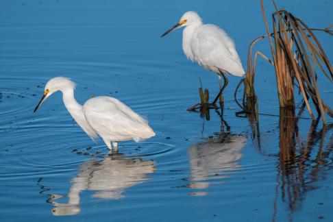 Pair of  Snowy Egrets 2002