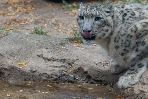 Snow Leopard Drinking 2829