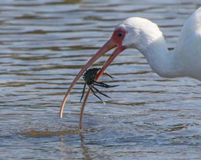 Ibis with crab