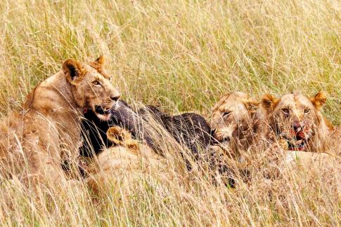 Lions sharing prey