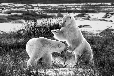 Polar bear taps on the head