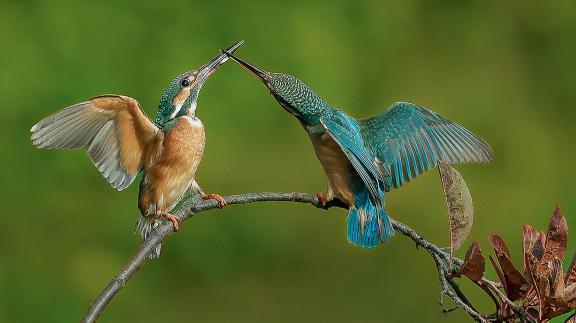 The little kingfisher fights