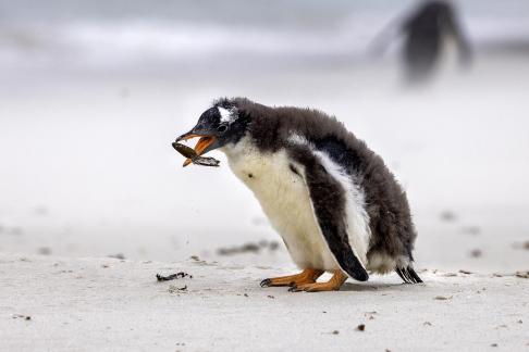 Penguin Tossing Seaweed