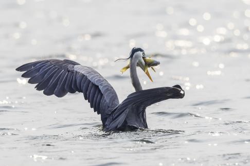 Blue Heron with Yellow Fish
