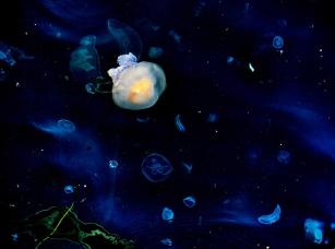 Jellyfish20243