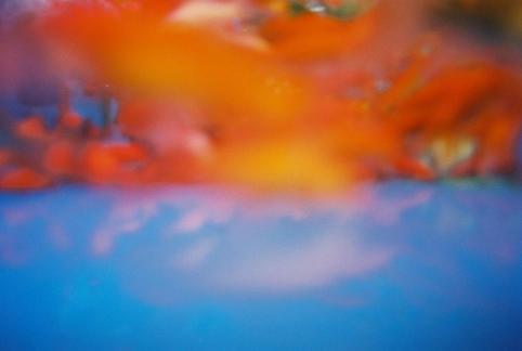 Fish Tank