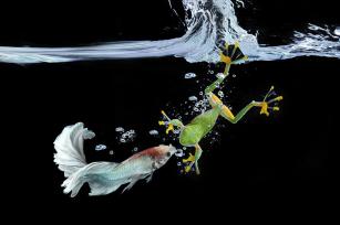 a frog and betta fish