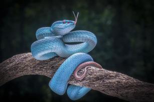 Blue venom
