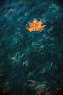THE GOLDEN BROWN LEAF