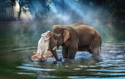 My dear elephant