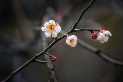 Flower in Nanjing