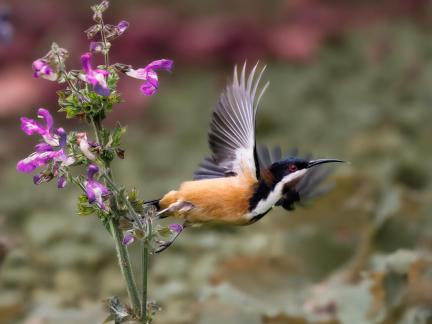 Eastern Spinebill Departure