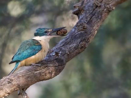 Sacred Kingfisher Snack