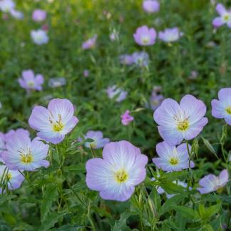 Little flowers after the rain 3