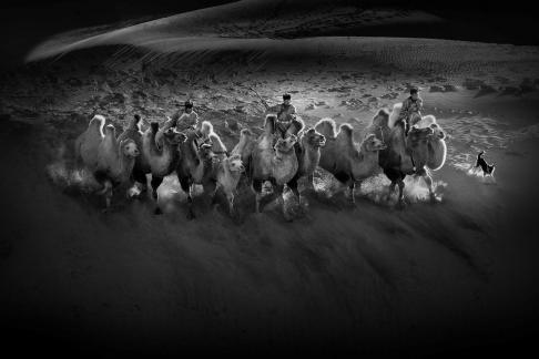 The sea of sand runs into camels