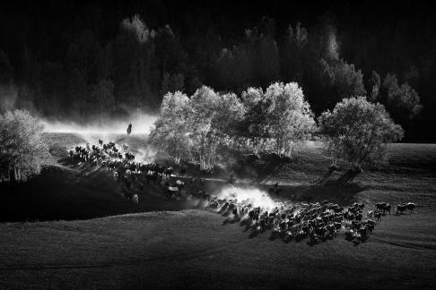 A sea of Galloping Horses