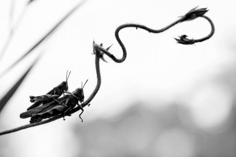 mating season