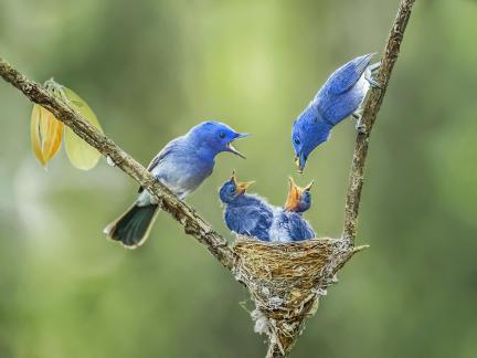 Blue bird 3